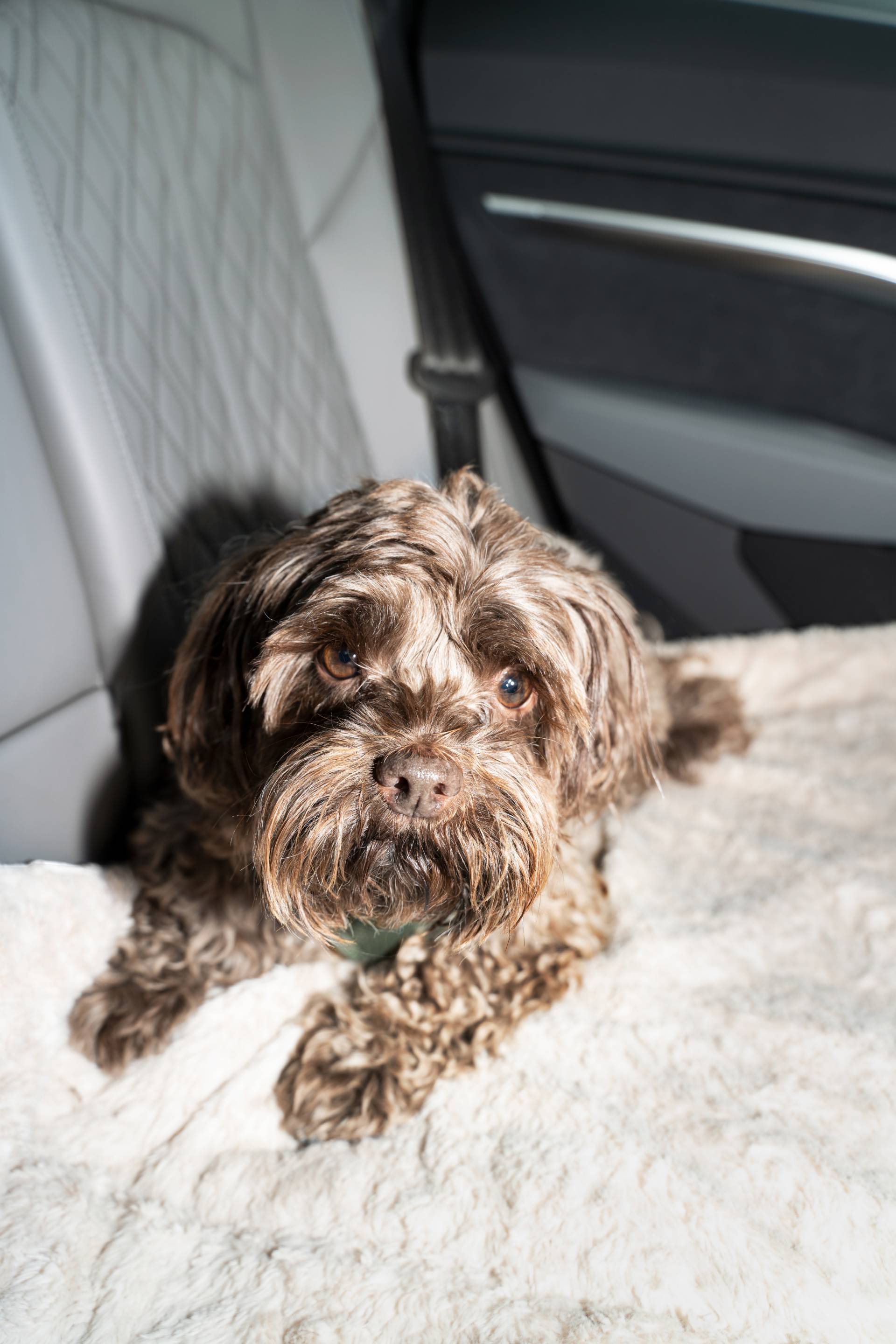Bommel to pies siedzący na tylnym siedzeniu Audi Q8 e-tron.
